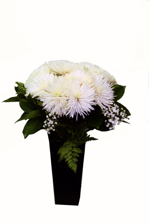 Glory Roses Chrysanthemum (Star Mums)