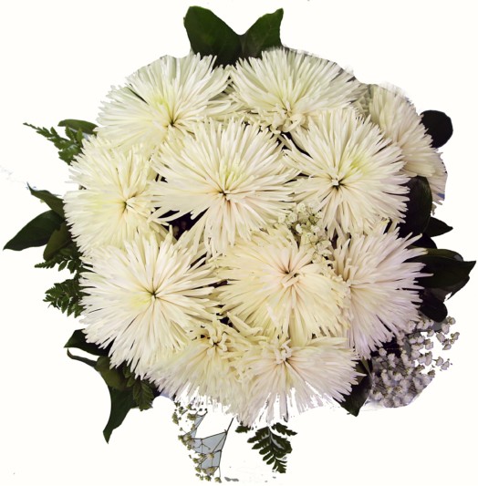 Glory Roses Chrysanthemum (Star Mums)